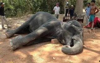 国产在线播放大象视频,国产在线播放平台的创新之作