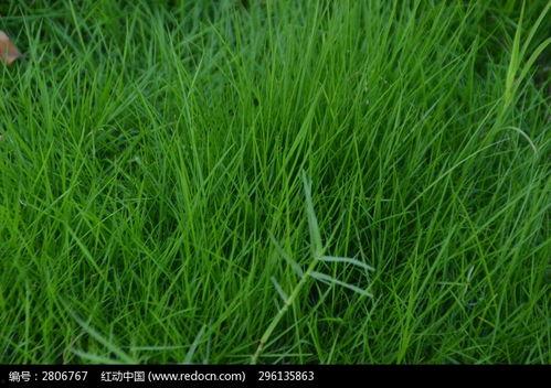 青草图片在线观看国产,探寻我国青草之美